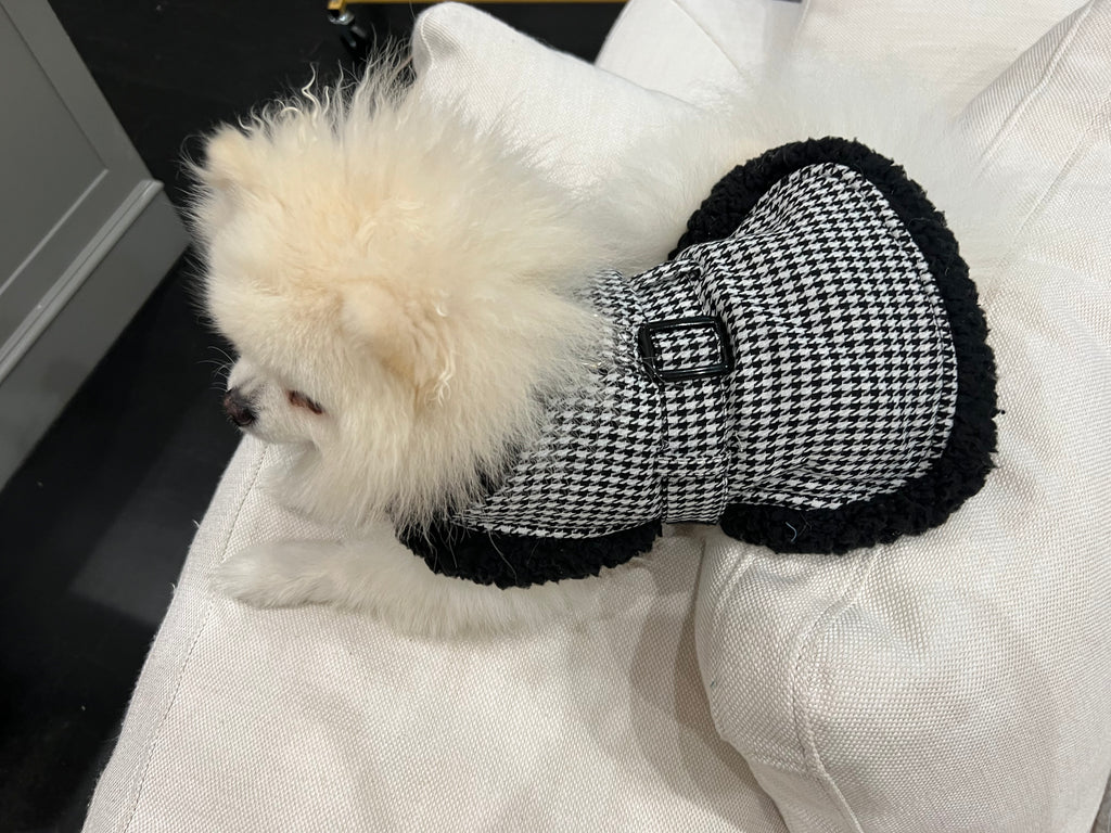 Bear (a Pomeranian pup) wearing Vaz Harness vest