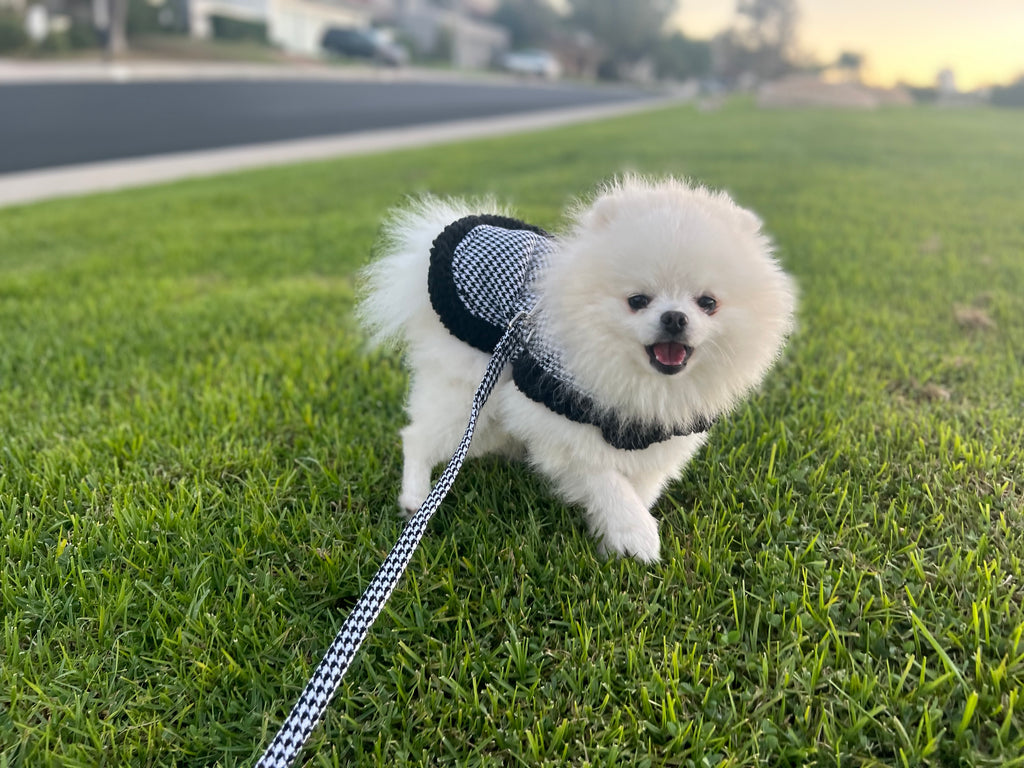 Bear (a Pomeranian pup) wearing Vaz Harness vest