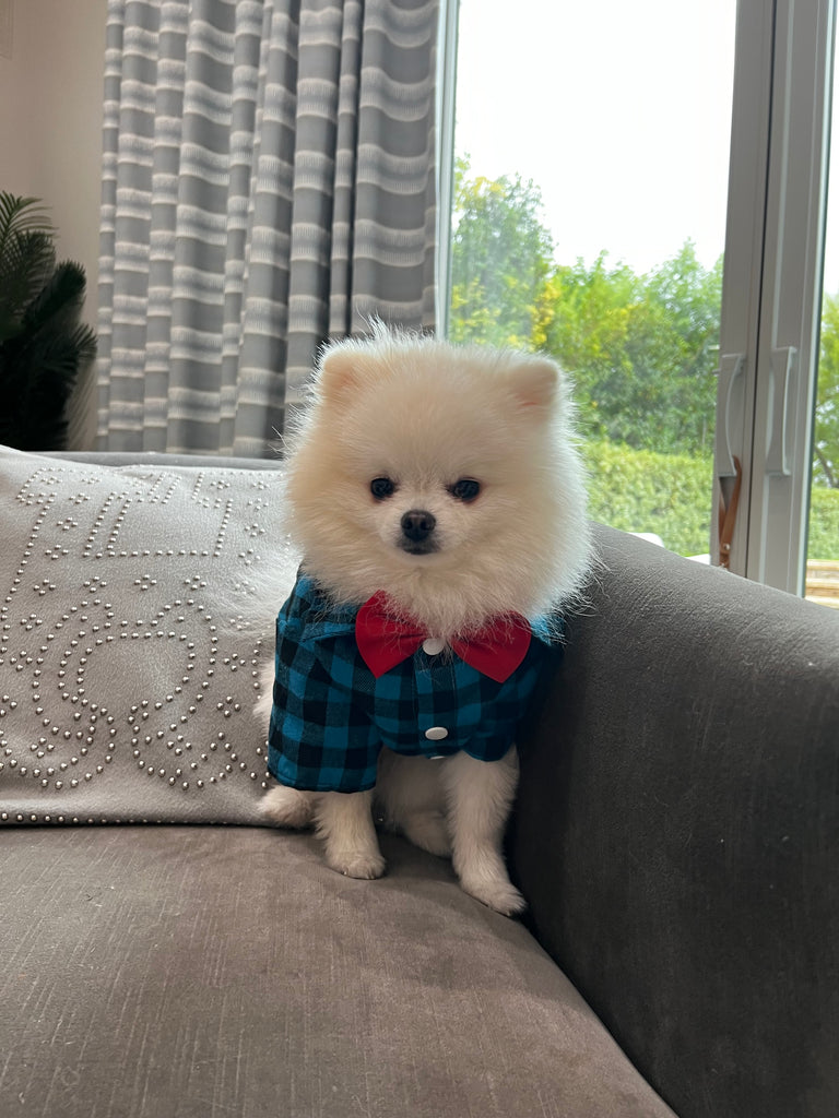 Bear wearing Ted Shirt with Bow tie