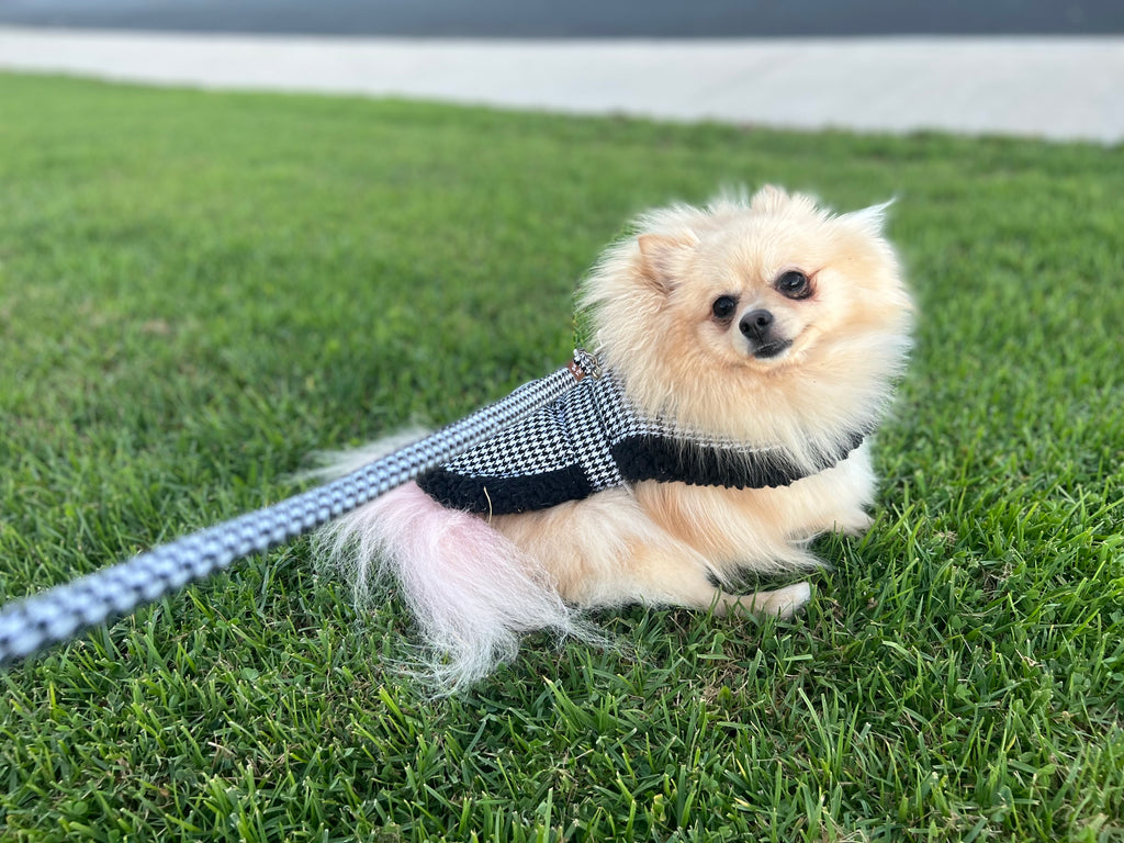 Bunny (a German Spitz pup) wearing Vaz harness vest
