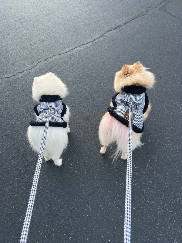 Pups Bear and Bunny wearing Vaz Harness vest