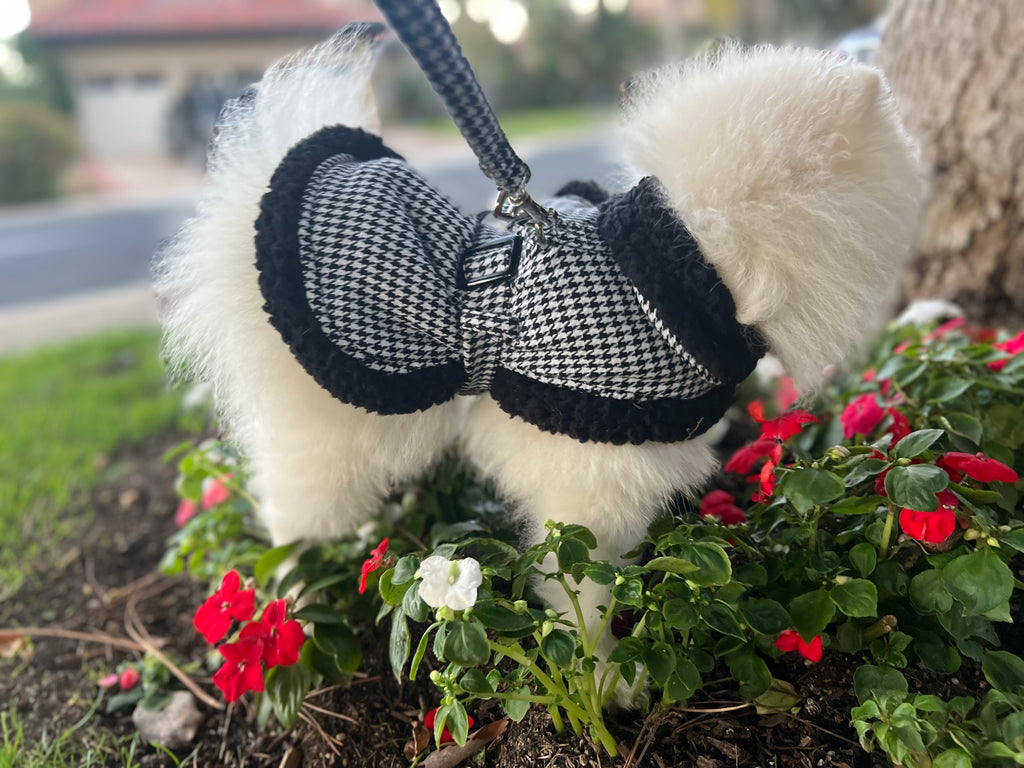 Bear (a Pomeranian pup) wearing Vaz Harness vest