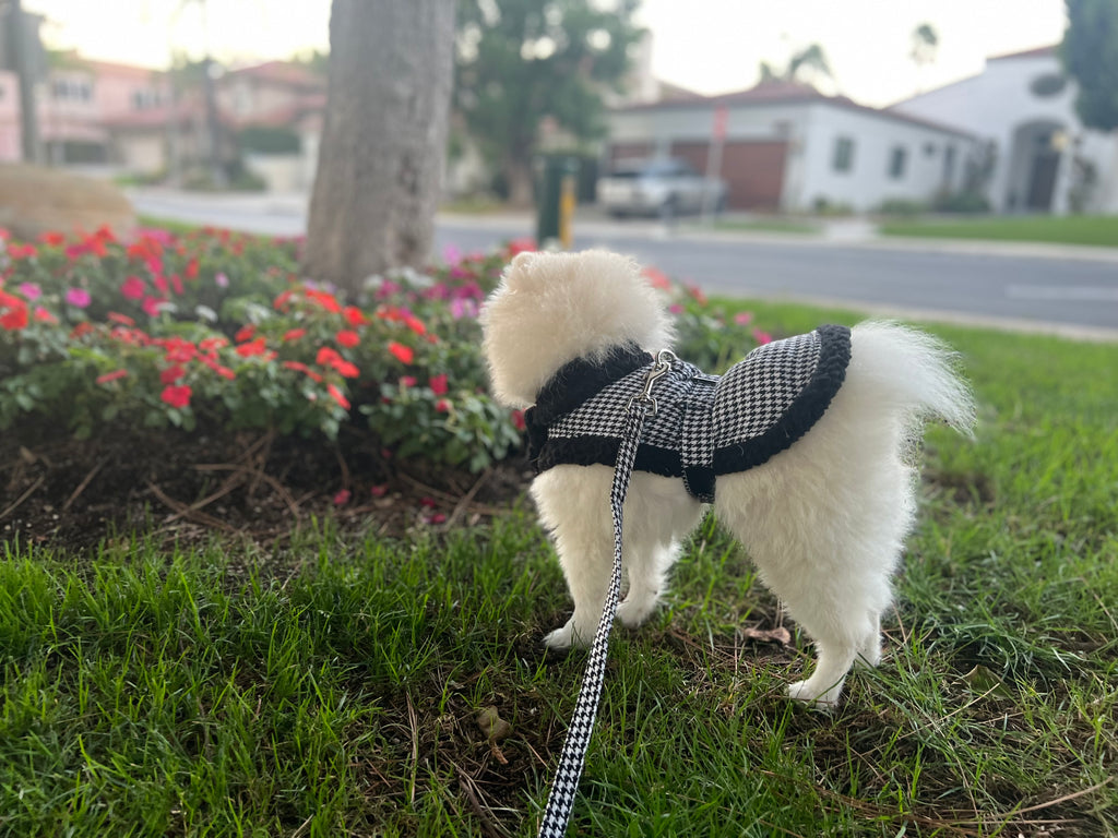 Bear (a Pomeranian pup) wearing Vaz Harness vest
