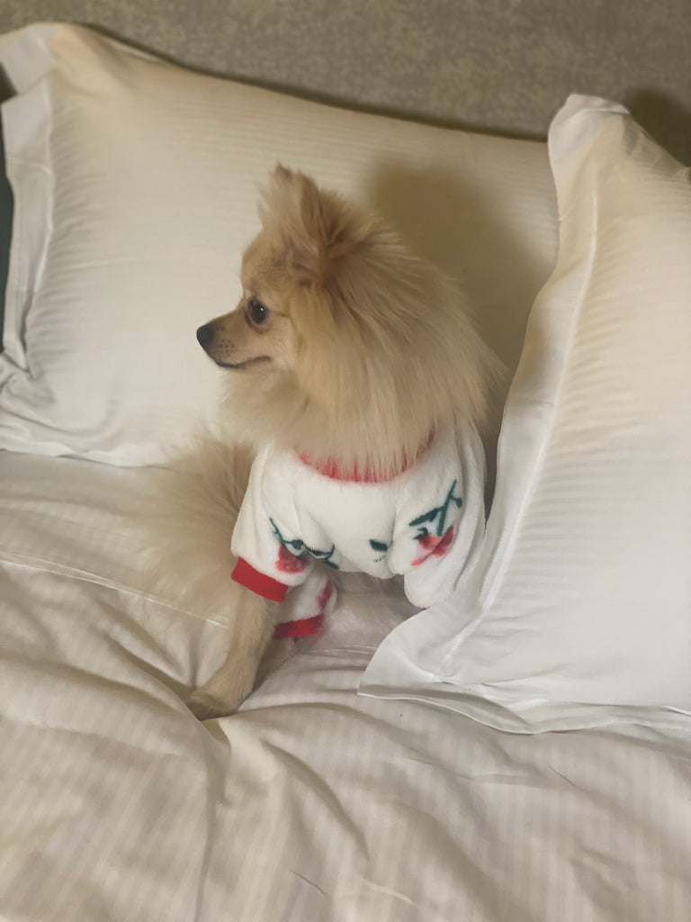 Bunny (a German Spitz pup) wearing rosa pajamas