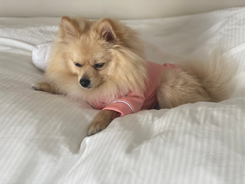 a sleepy Bunny (a German Spitz pup) wearing a pink pastel Nicole pajamas