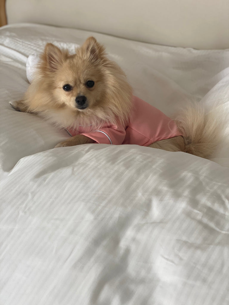 Bunny (a German Spitz pup) wearing a pink pastel Nicole pajamas