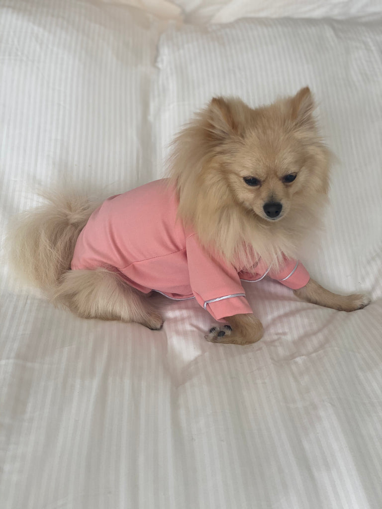 Bunny (a German Spitz pup) wearing a pink pastel Nicole pajamas