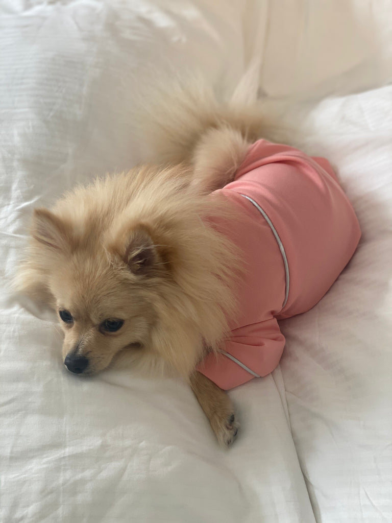 Bunny (a German Spitz pup) wearing a pink pastel Nicole pajamas