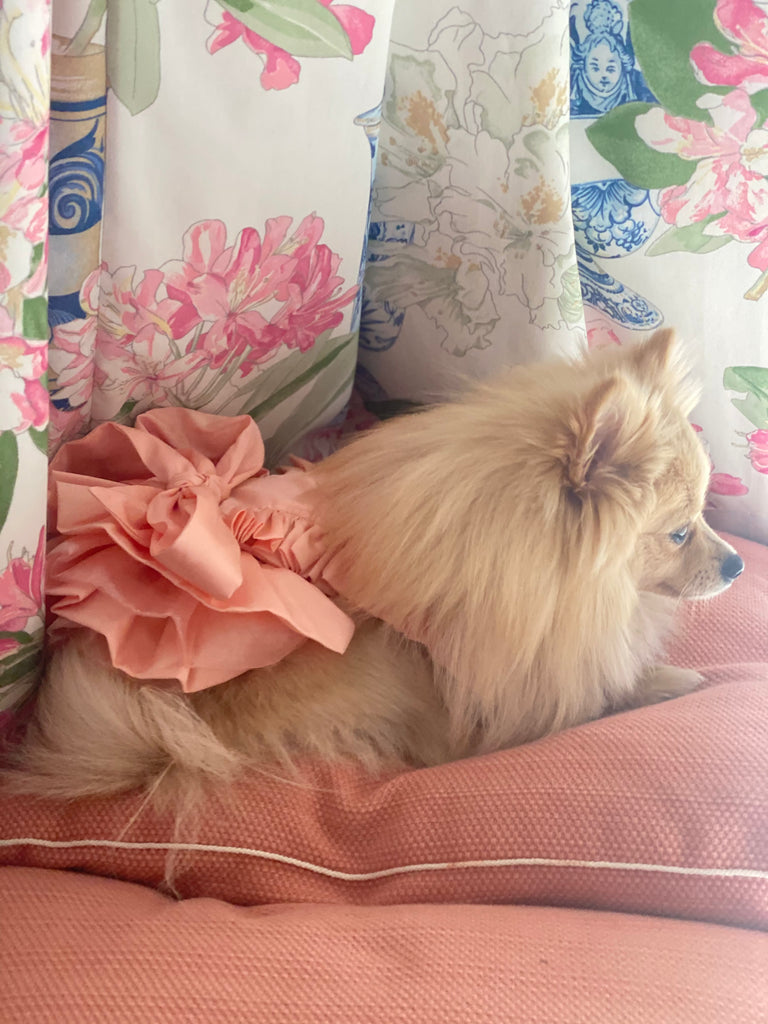 Bunny (a German Spitz pup) wearing Tiffany dress