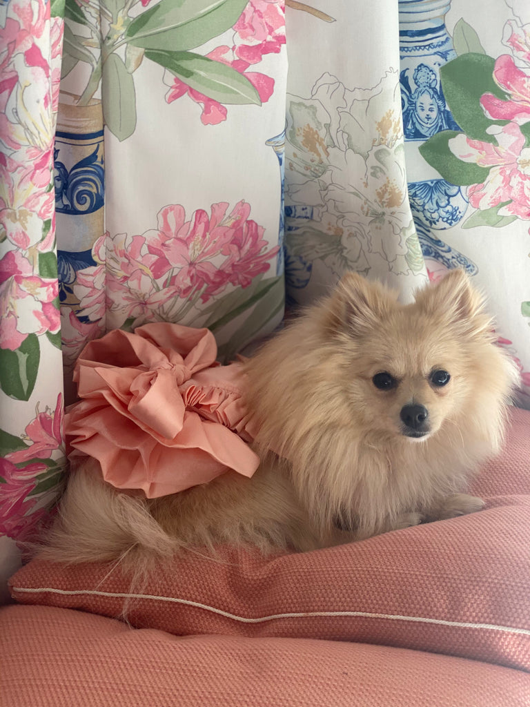 Bunny (a German Spitz pup) wearing Tiffany dress