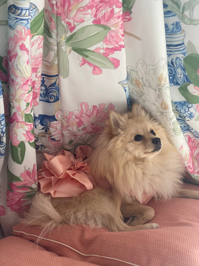 Bunny (a German Spitz pup) wearing Tiffany dress