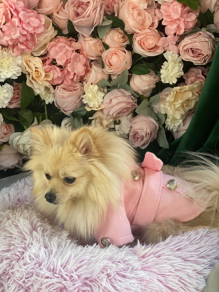 Bunny (a German Spitz pup) wearing a pink pastel Peggy coat next to roses and a plush bed