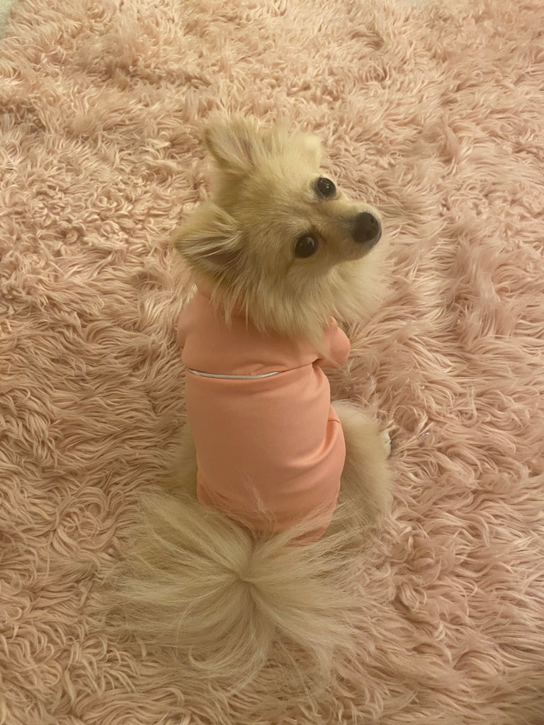 Bunny (a German Spitz pup) wearing a pink pastel Nicole pajamas