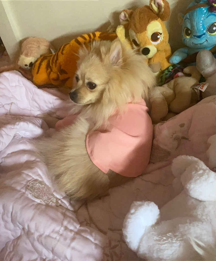 Bunny (a German Spitz pup) wearing a pink pastel Nicole pajamas