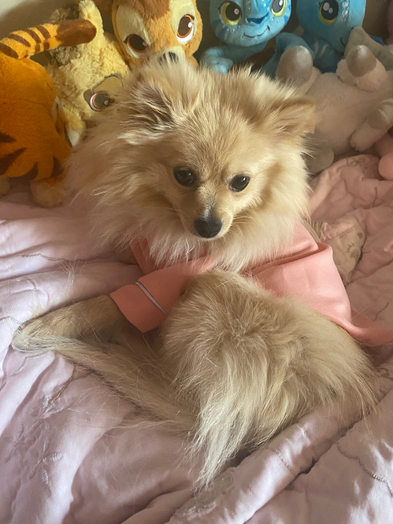Bunny (a German Spitz pup) wearing a pink pastel Nicole pajamas