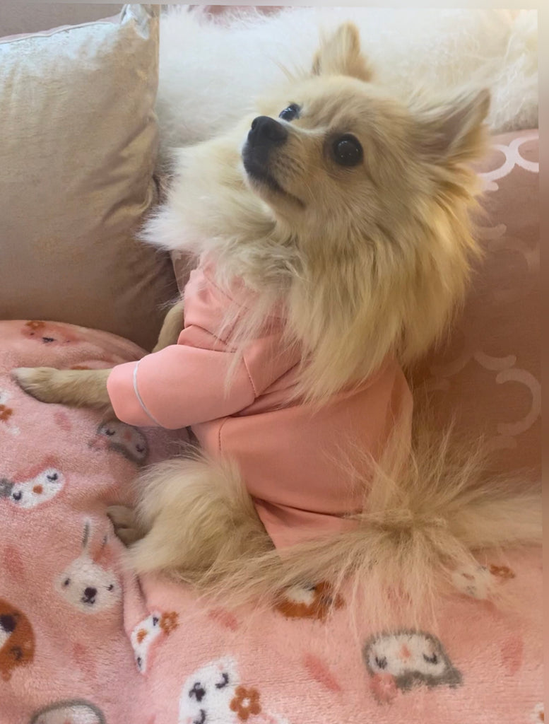 Bunny (a German Spitz pup) wearing a pink pastel Nicole pajamas