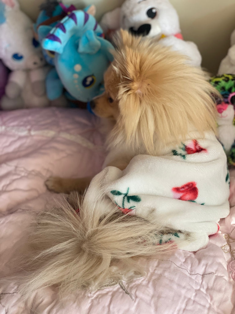 Bunny (a German Spitz pup) wearing rosa pajamas