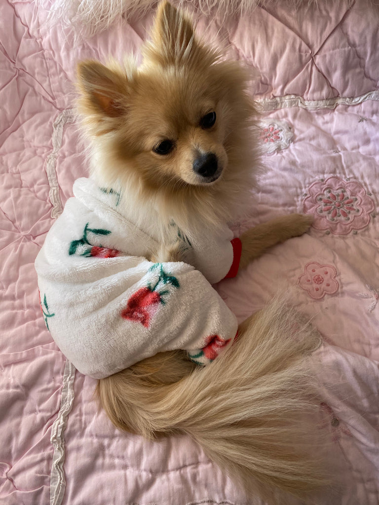 Bunny (a German Spitz pup) wearing rosa pajamas