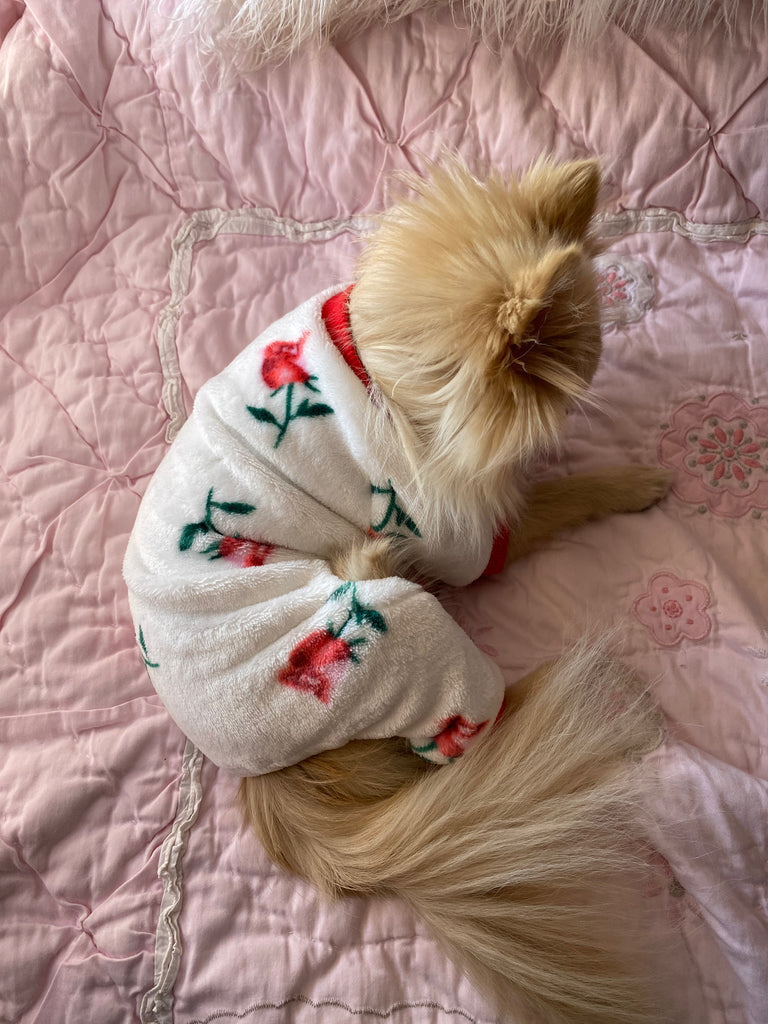 Bunny (a German Spitz pup) wearing rosa pajamas