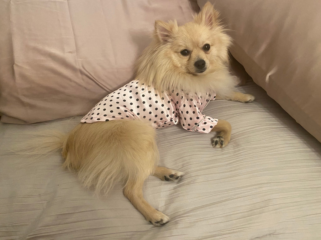 Bunny (a German Spitz pup) wearing a pink polka dot pajamas