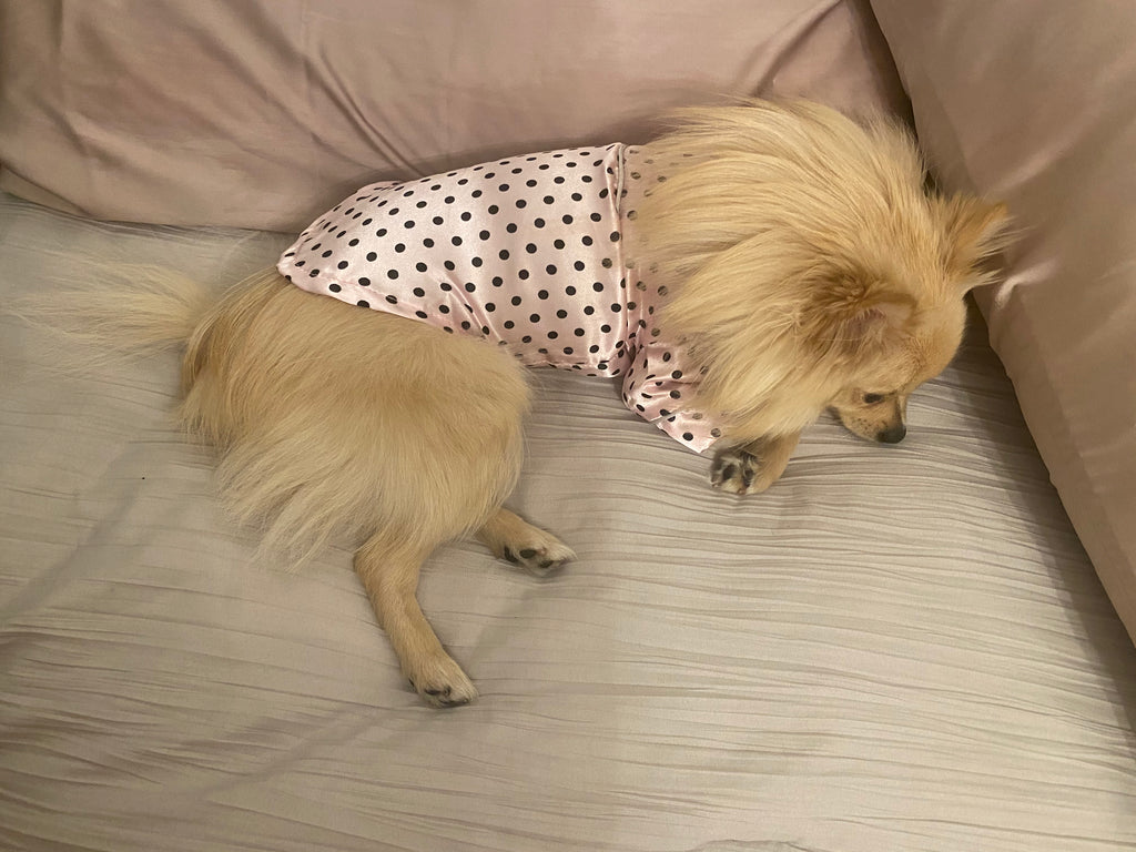 Bunny (a German Spitz pup) wearing a pink polka dot pajamas