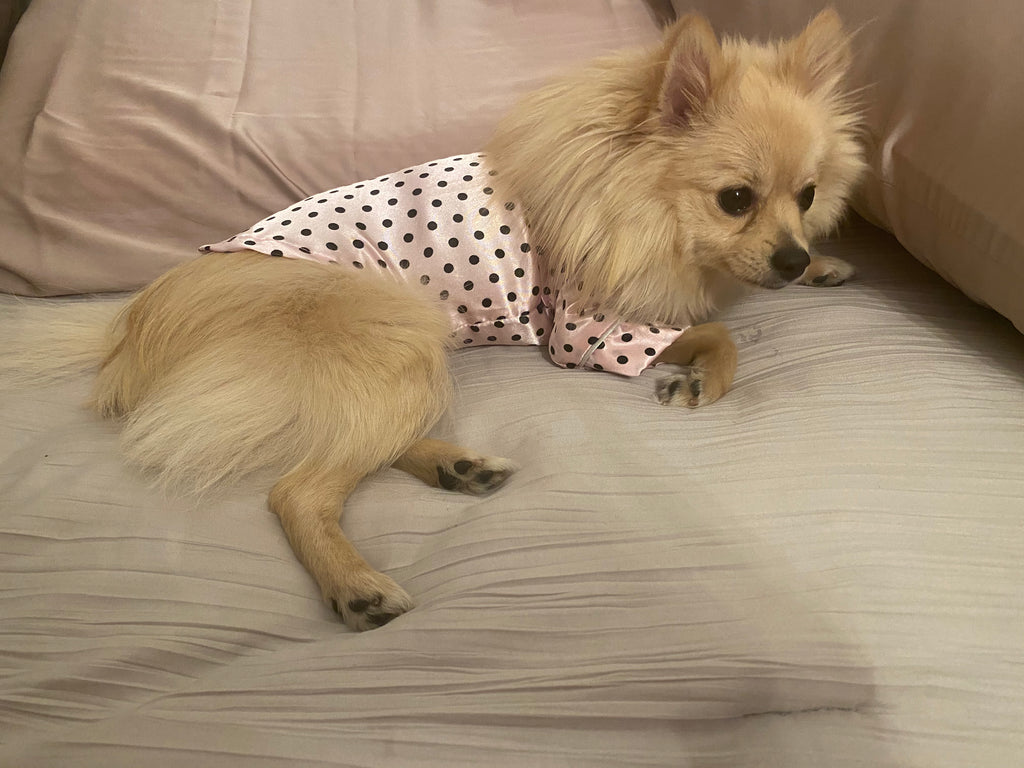 Bunny (a German Spitz pup) wearing a pink polka dot pajamas