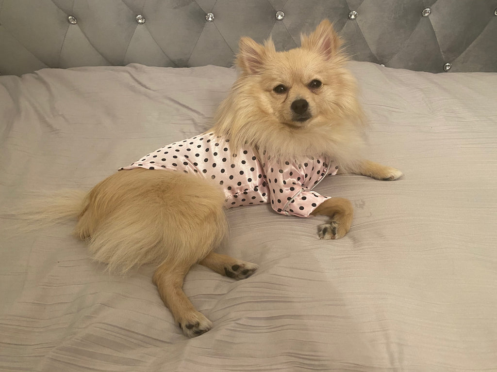 Bunny (a German Spitz pup) wearing a pink polka dot pajamas
