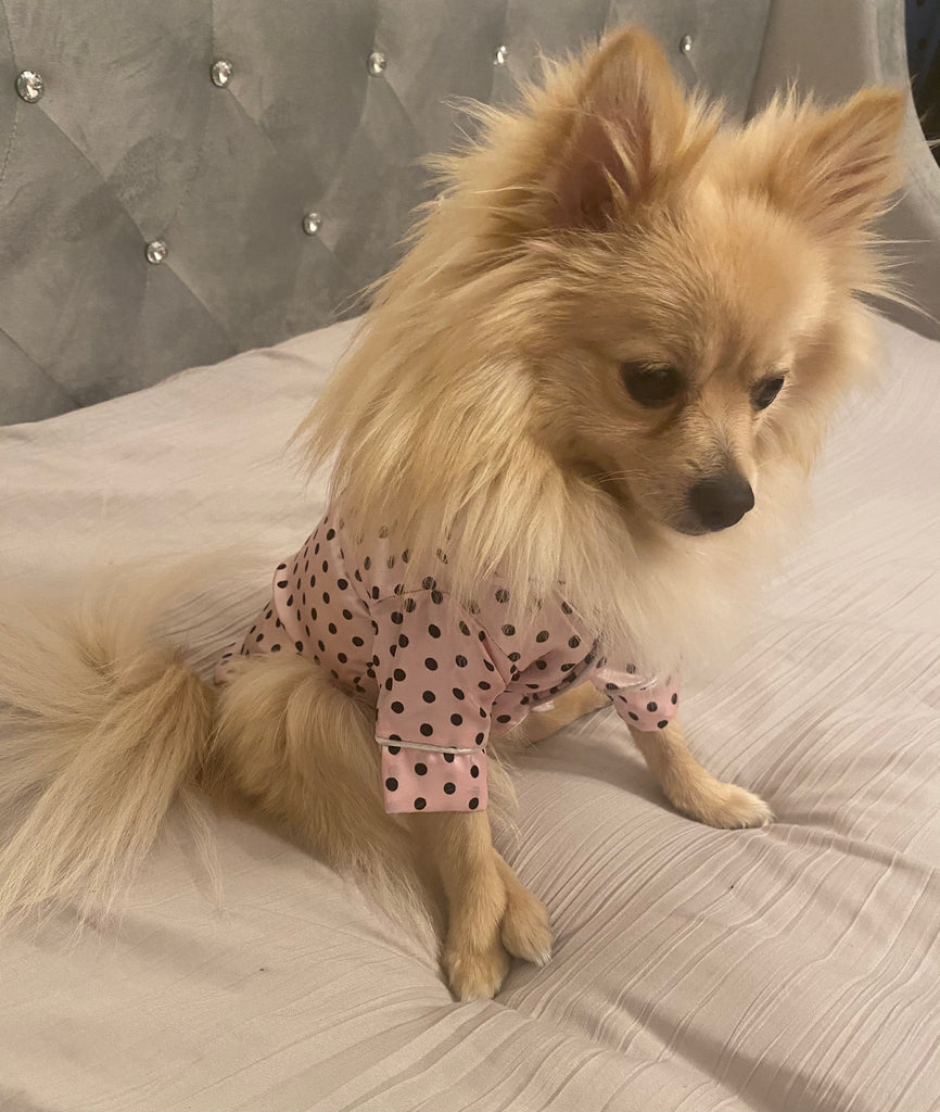Bunny (a German Spitz pup) wearing a pink polka dot pajamas