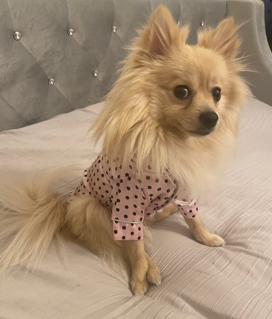 Bunny (a German Spitz pup) wearing a pink polka dot pajamas