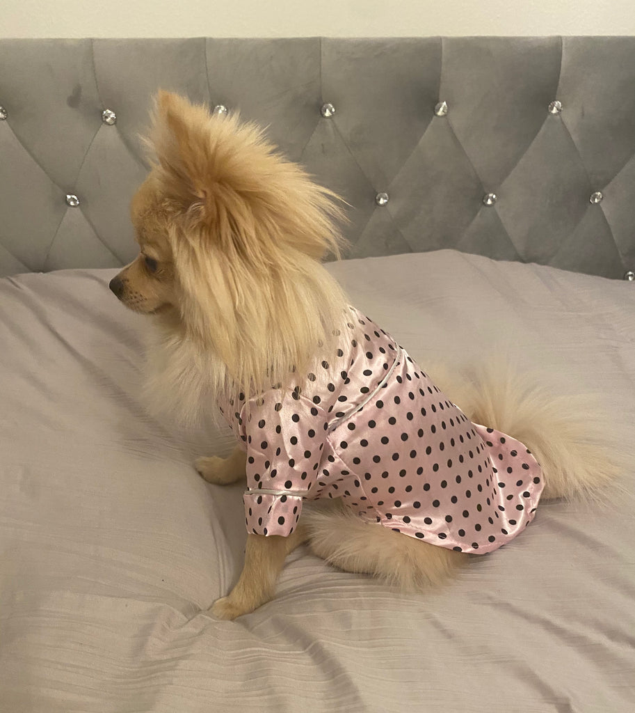 Bunny (a German Spitz pup) wearing a pink polka dot pajamas