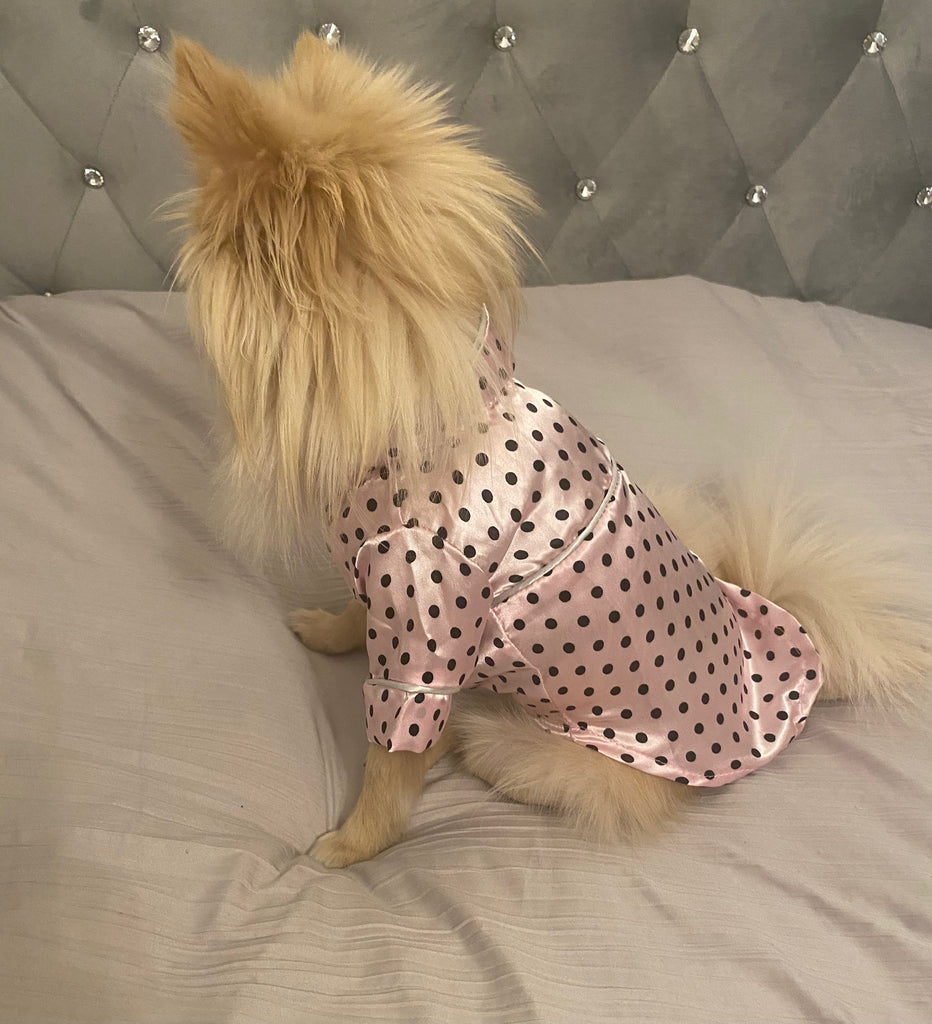 Bunny (a German Spitz pup) wearing a pink polka dot pajamas