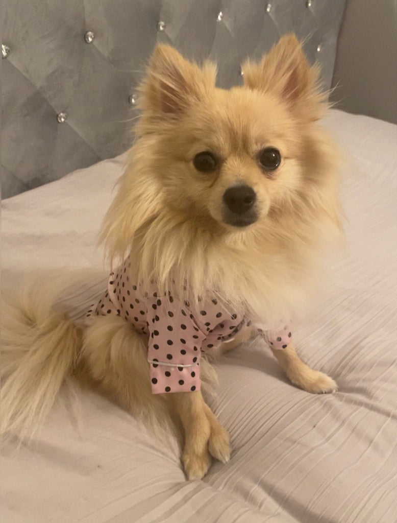 Bunny (a German Spitz pup) wearing a pink polka dot pajamas
