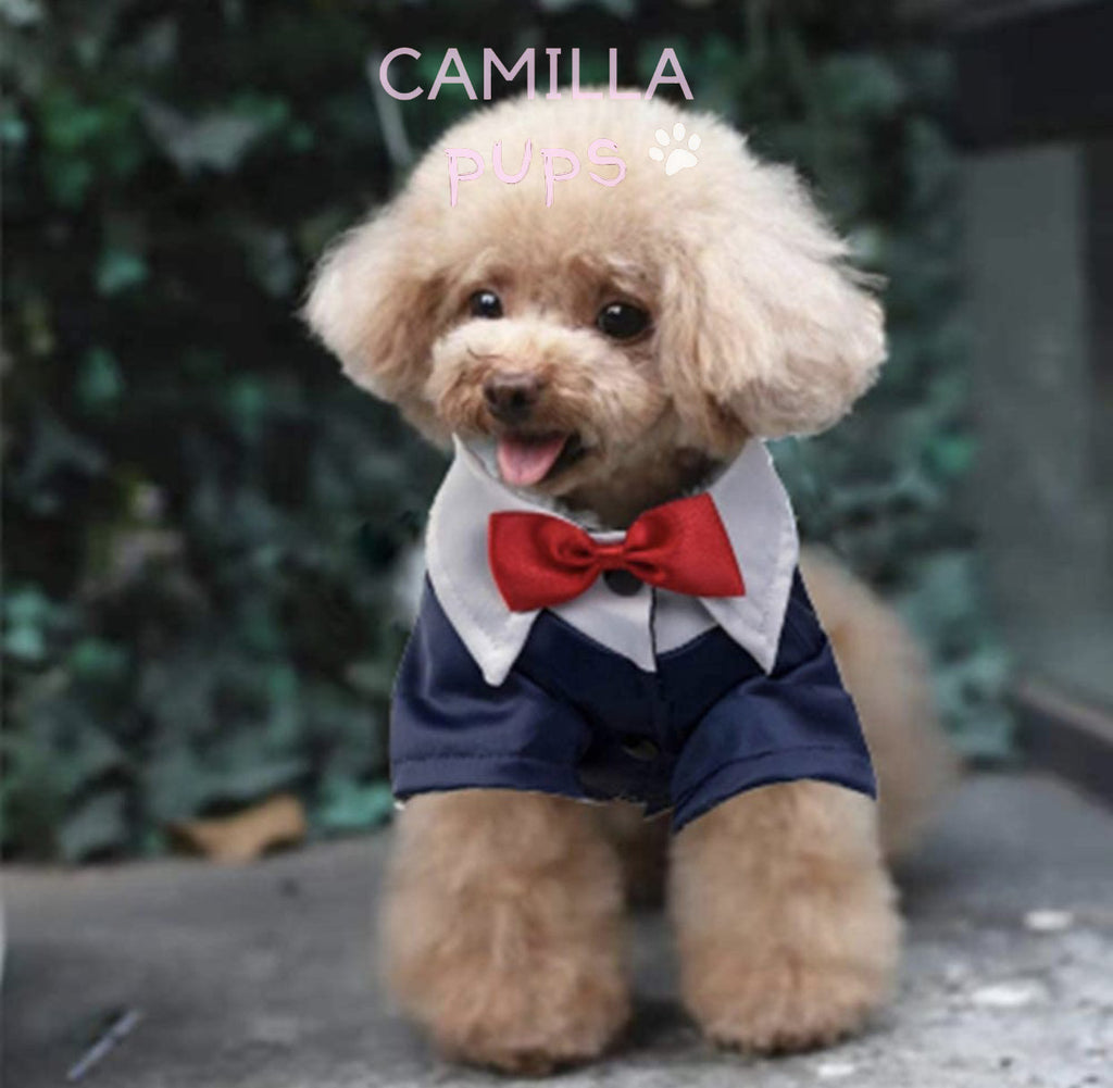 Pup posing while wearing Teddy Tuxedo with Harness