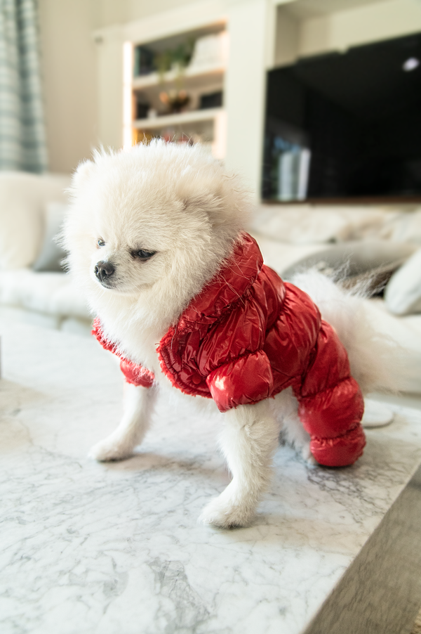 bear wearing an red aspen jumpsuit