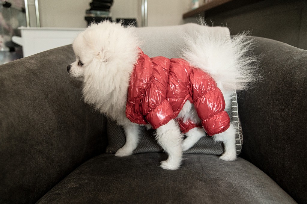 side profile of bear wearing an aspen jumpsuit