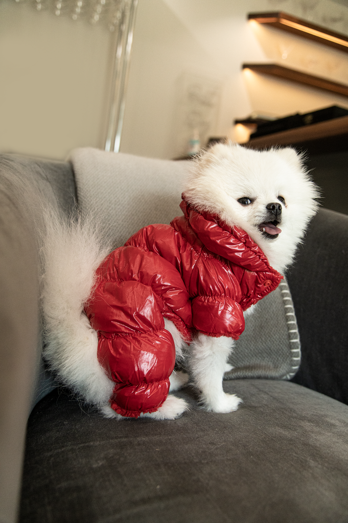 bear wearing a red aspen puffer jumpsuit 
