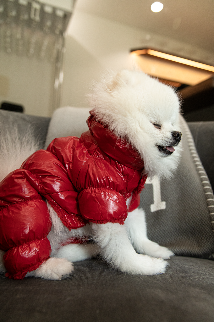 side profile of bunny wearing a red aspen puffer jumpsuit 2