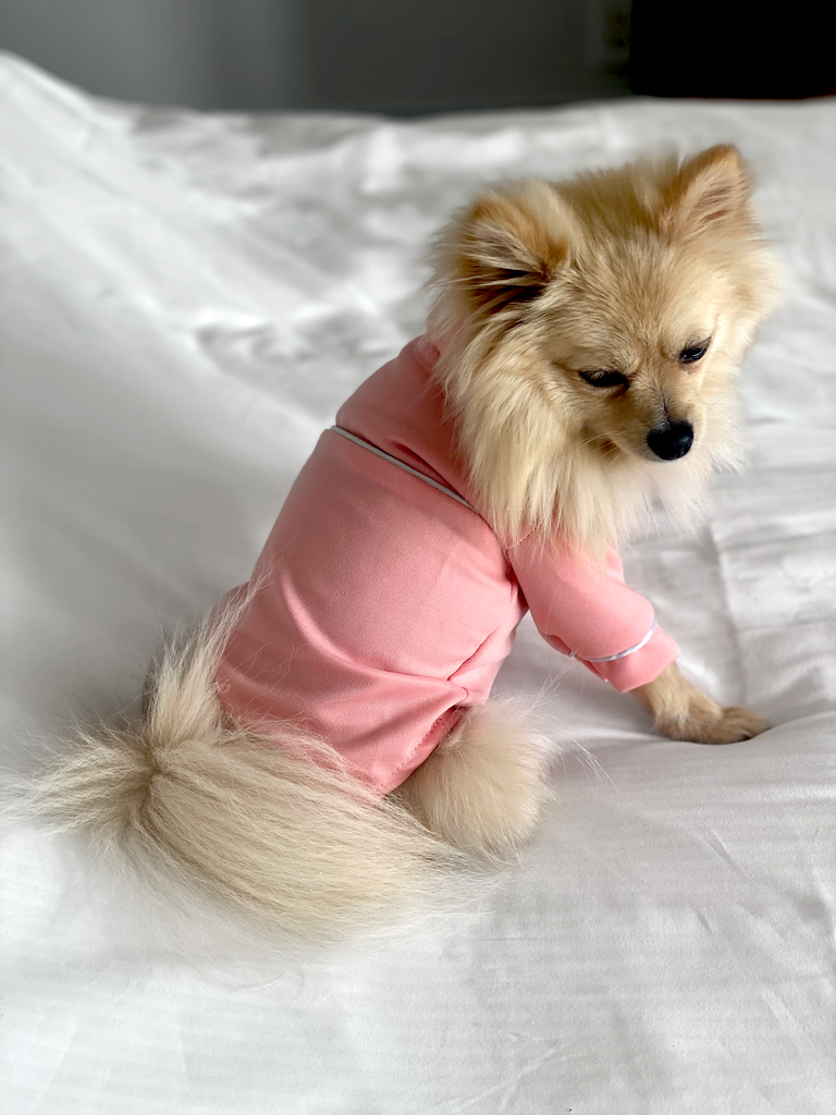 Bunny (a German Spitz pup) wearing a pink pastel Nicole pajamas