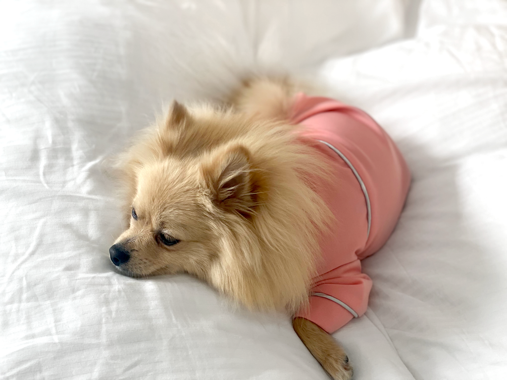 Bunny (a German Spitz pup) wearing a pink pastel Nicole pajamas