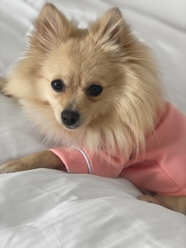 Bunny (a German Spitz pup) wearing a pink pastel Nicole pajamas