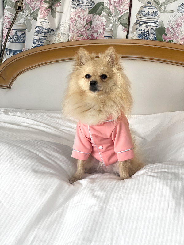 Bunny (a German Spitz pup) wearing a pink pastel Nicole pajamas
