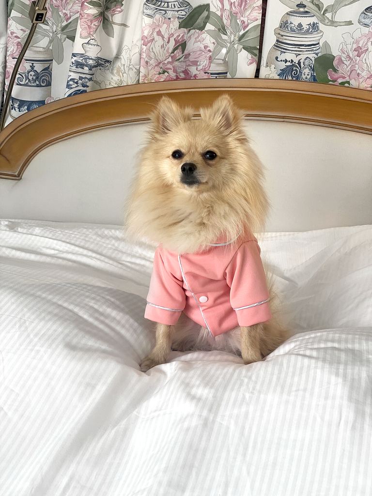 Bunny (a German Spitz pup) wearing a pink pastel Nicole pajamas