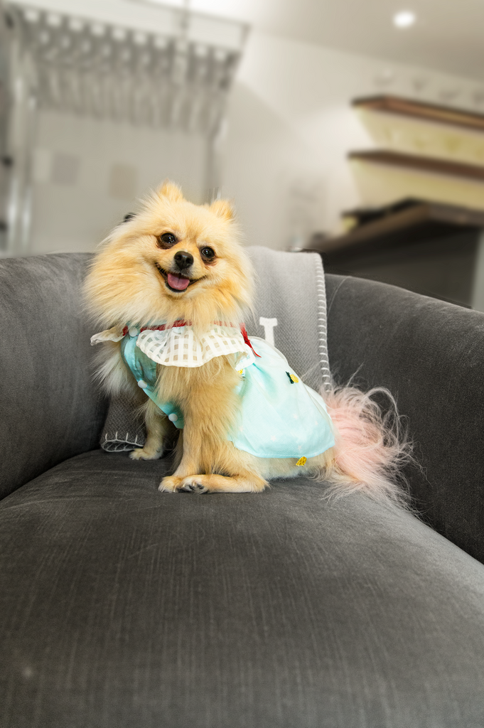 Bunny (a German Spitz pup) wearing the Sonia pineapple dress