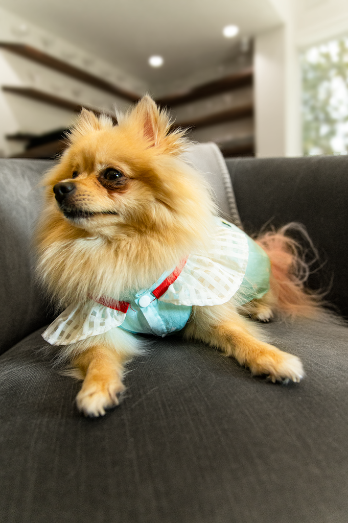 Bunny (a German Spitz pup) wearing the Sonia pineapple dress