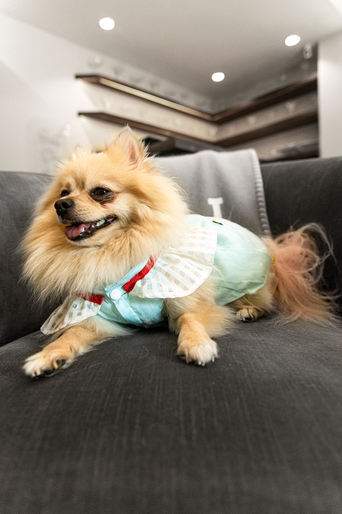 Bunny (a German Spitz pup) wearing the Sonia pineapple dress