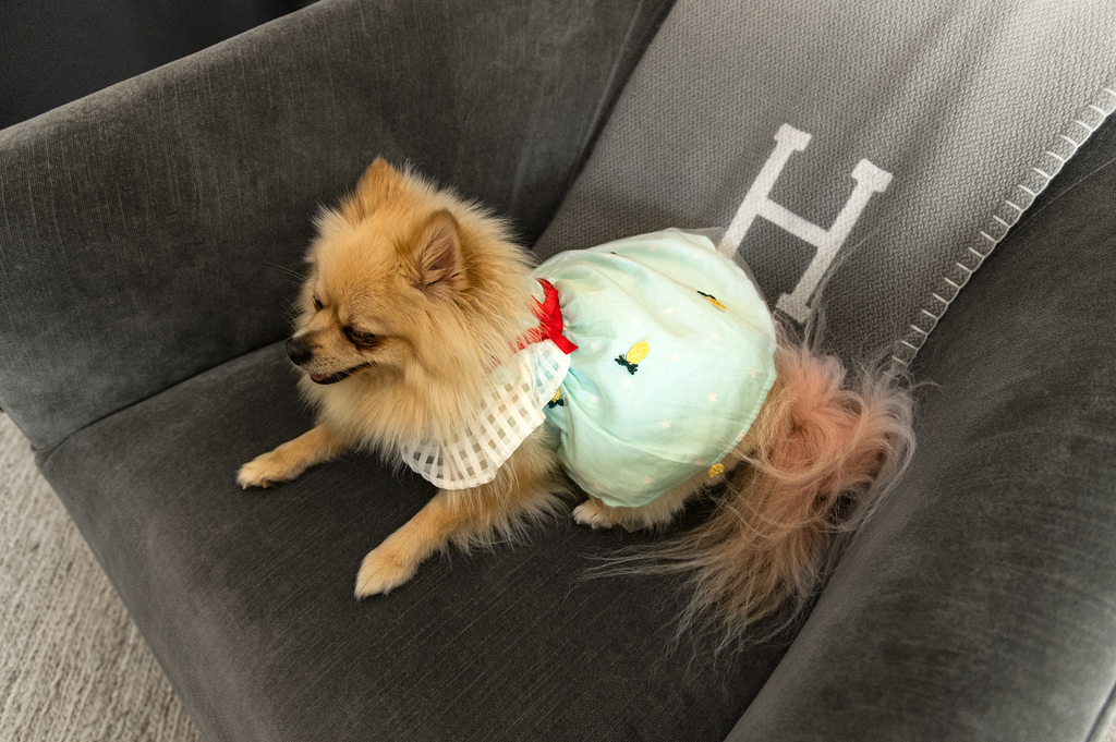 Bunny (a German Spitz pup) wearing the Sonia pineapple dress
