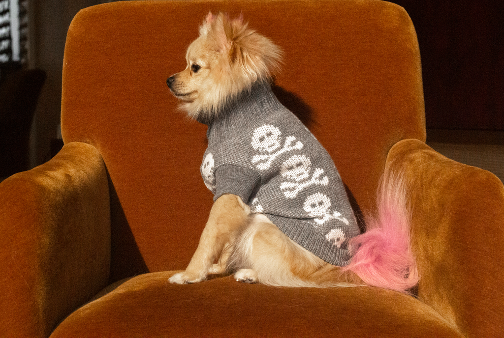 Bunny (a German Spitz pup) wearing the max skull weather