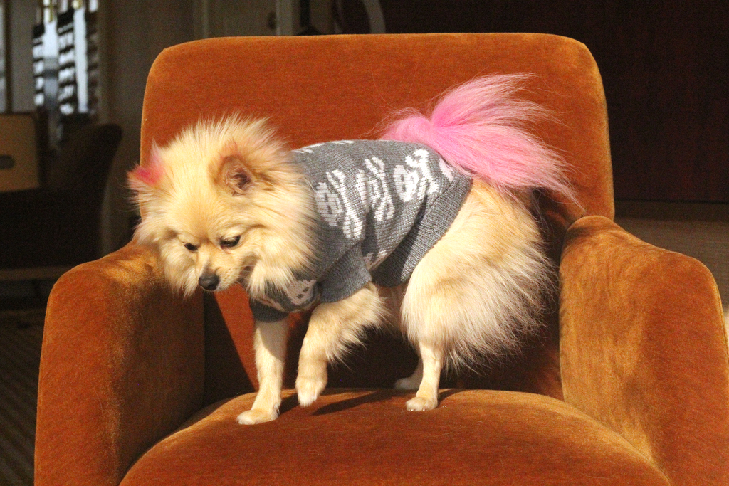 Bunny (a German Spitz pup) wearing the max skull weather