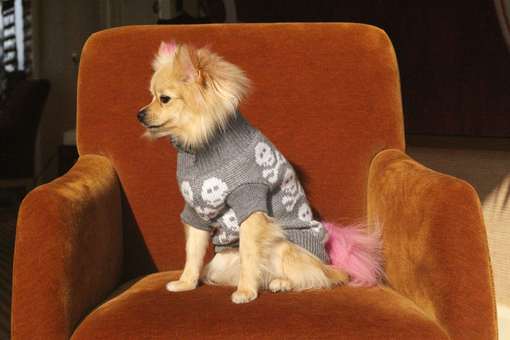 Bunny (a German Spitz pup) wearing the max skull weather
