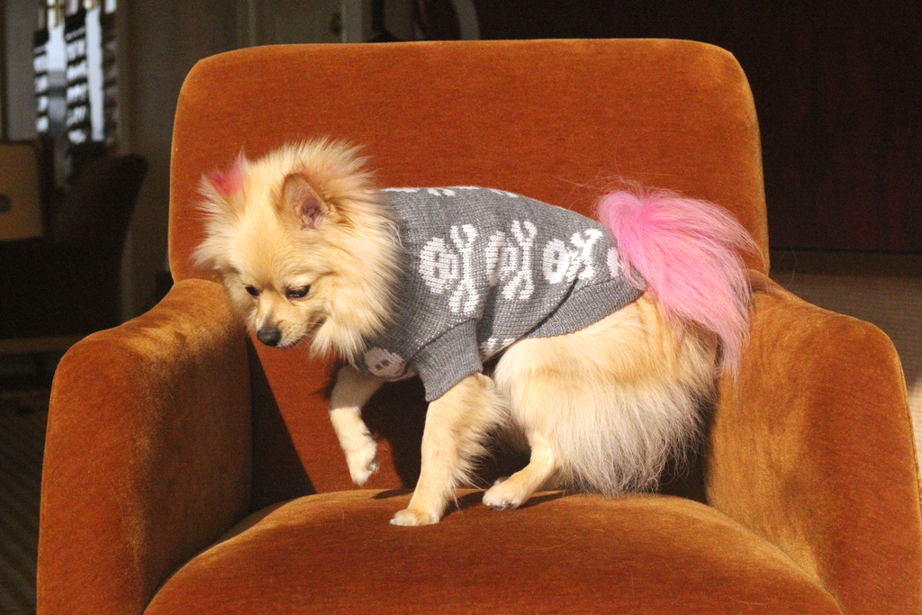 Bunny (a German Spitz pup) wearing the max skull weather